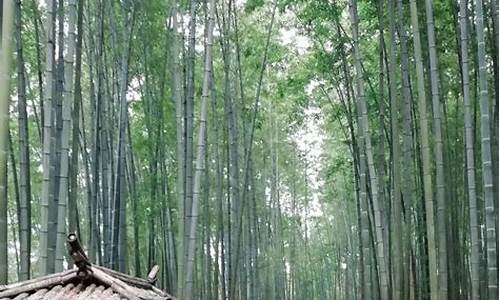 蜀南竹海旅游攻略一日游攻线路图_蜀南竹海旅游攻略自驾路线