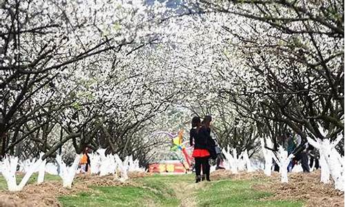 萝岗香雪公园梅花什么时候开_萝岗香雪公园梅花什么时候开放