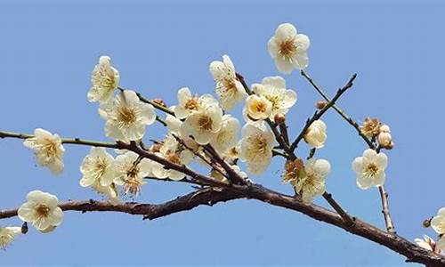 萝岗香雪公园梅花_萝岗香雪公园梅花开了吗